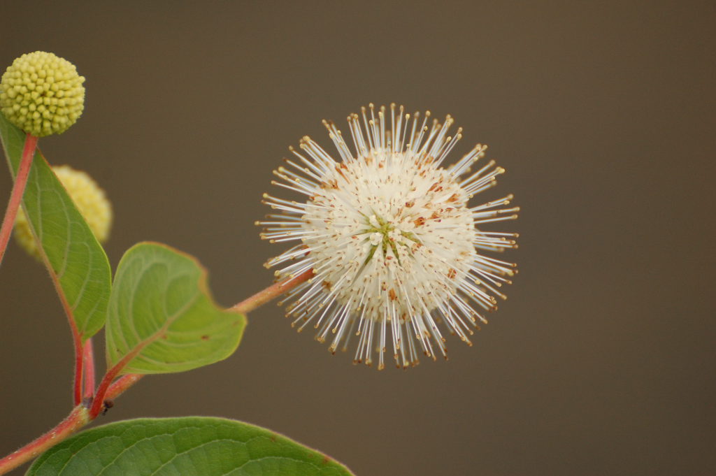 Button Bush