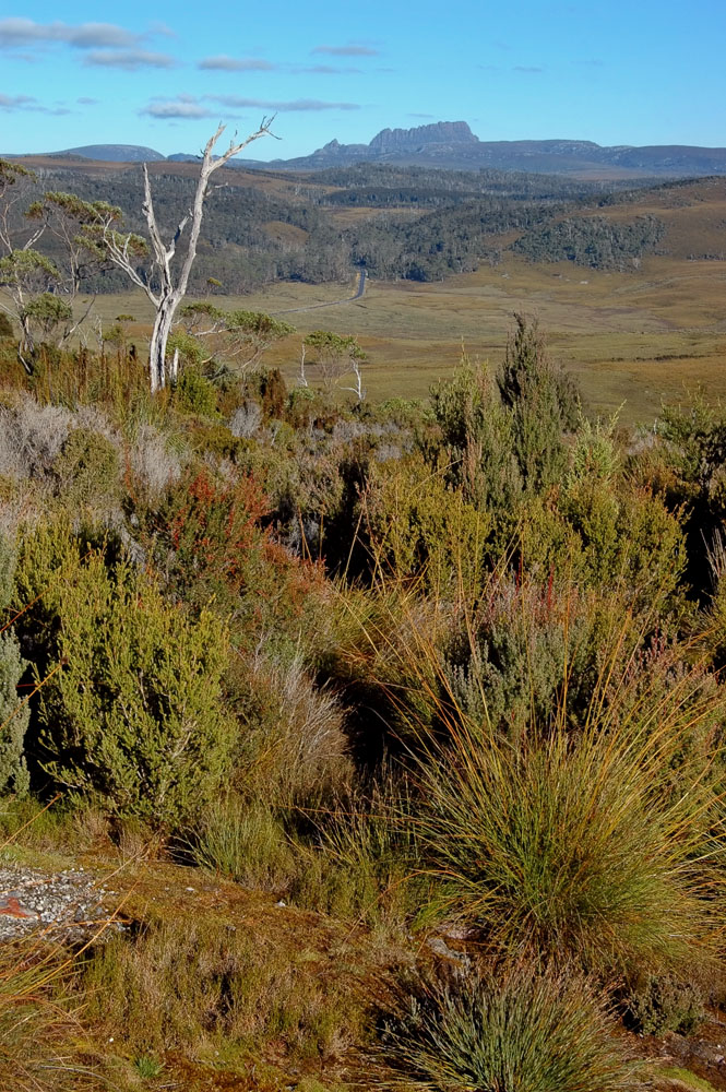 Button Grass Plains