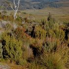 Button Grass Plains