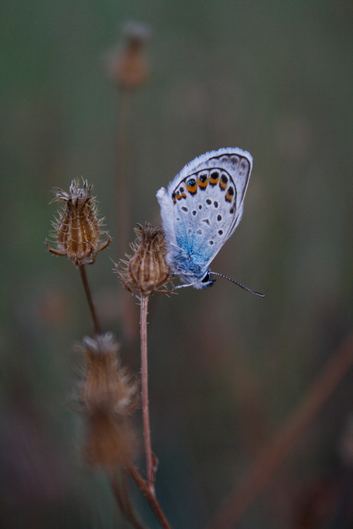 Buttrerfly.