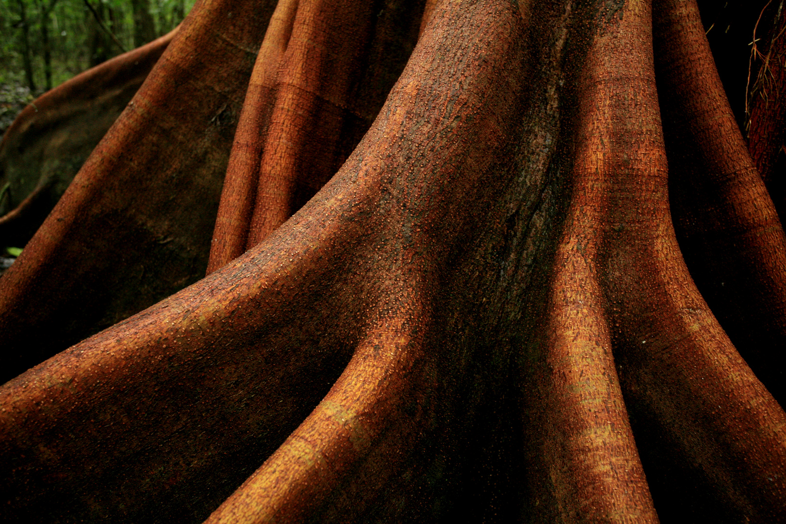 Buttressed root of a tree in the rainforest