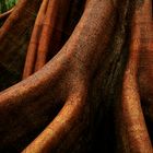 Buttressed root of a tree in the rainforest