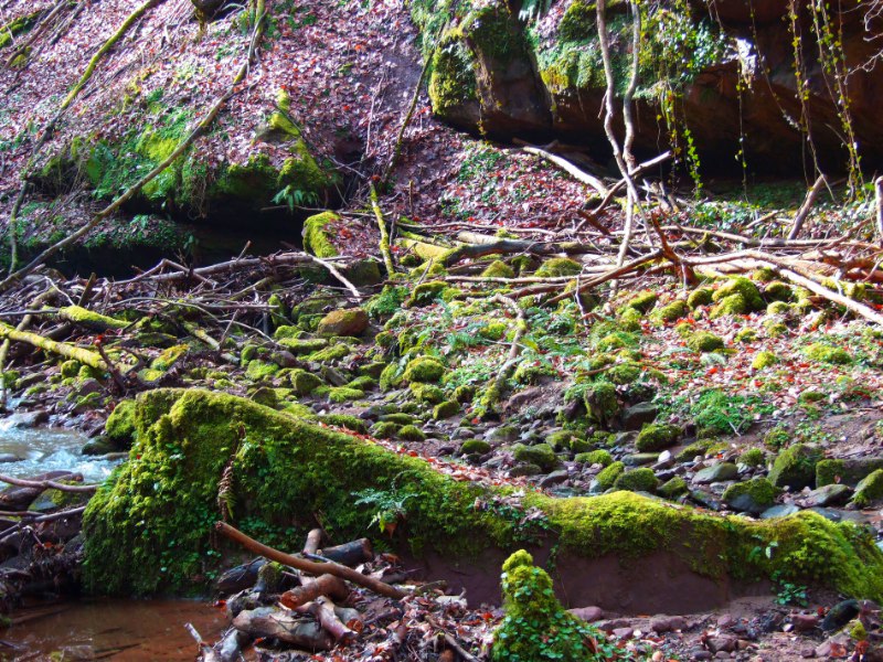 Butzbachtal bei Trier