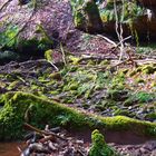 Butzbachtal bei Trier