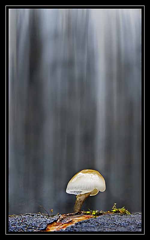 Butzerbachtal - vor dem Wasserfall