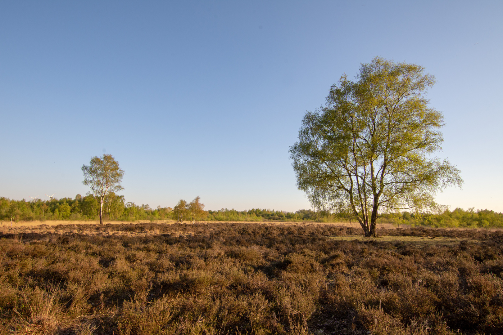 Buurse - Haaksbergerveen - 08