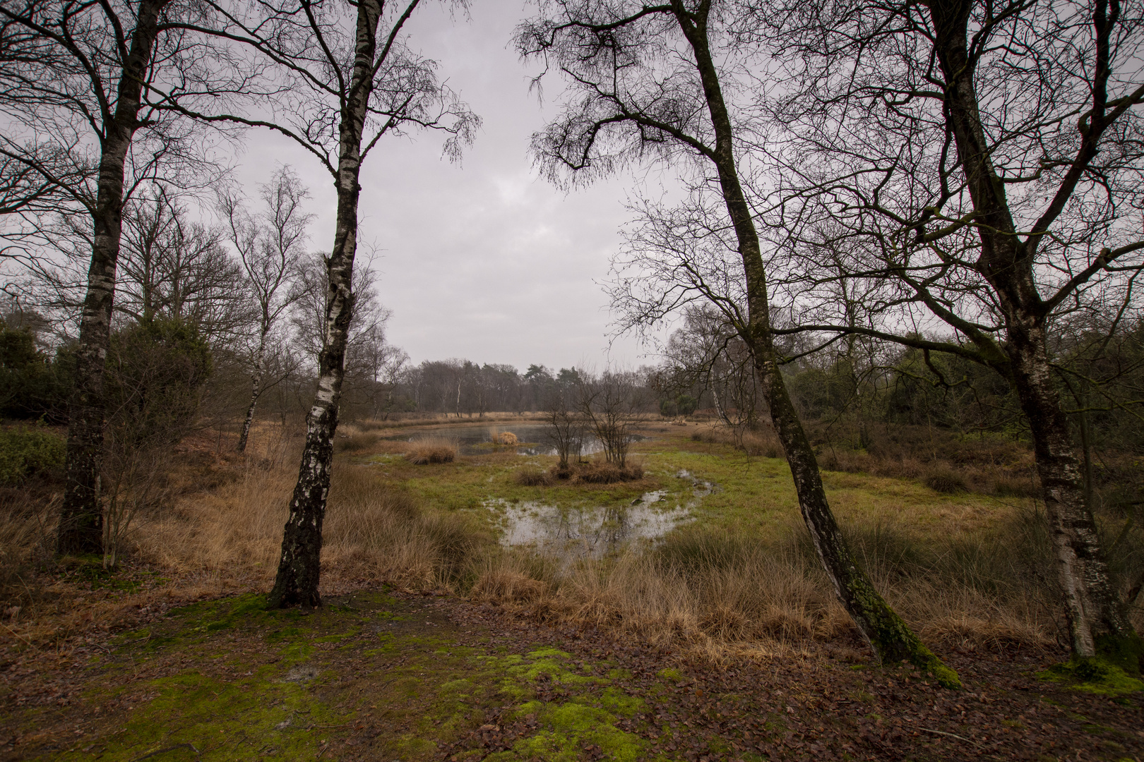 Buurse/Boekelo - Buurserzand - 03