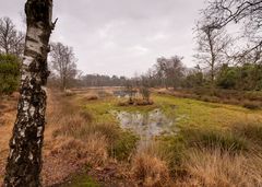 Buurse/Boekelo - Buurserzand - 05