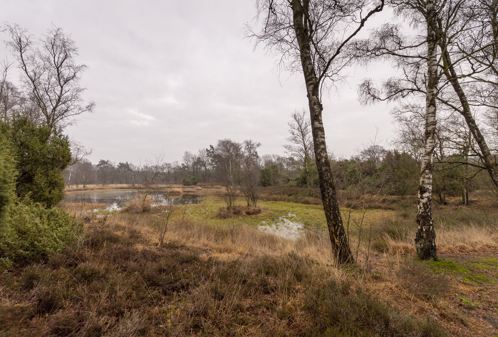 Buurse/Boekelo - Buurserzand - 07