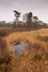 Buurse/Boekelo - Buurserzand - 11