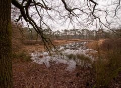 Buurse/Boekelo - Buurserzand - 12