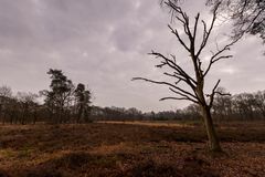 Buurse/Boekelo - Buurserzand - 13