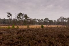 Buurse/Boekelo - Buurserzand - 14