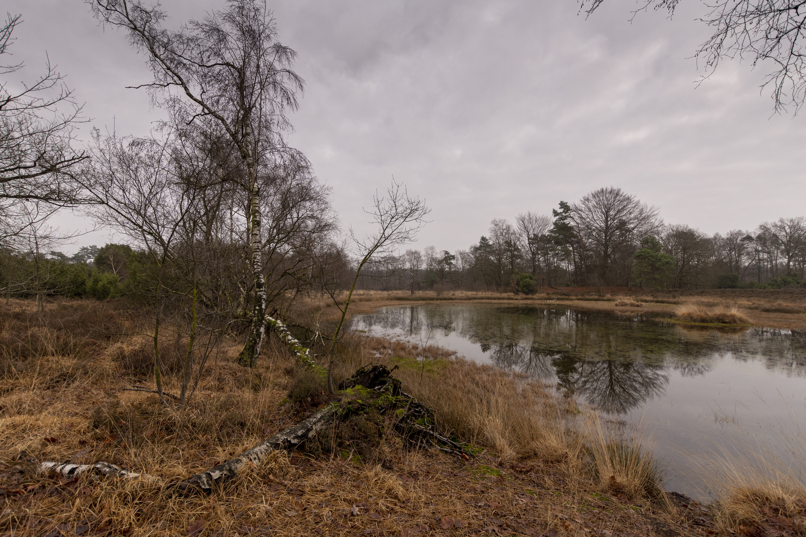 Buurse/Boekelo - Buurserzand - 16