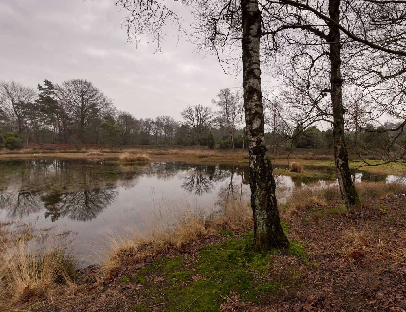 Buurse/Boekelo - Buurserzand - 17