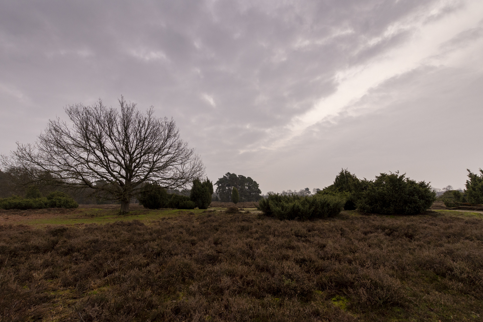 Buurse/Boekelo - Buurserzand - 21