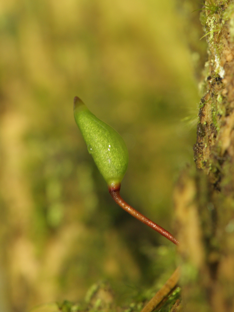 Buxbaumia viridis