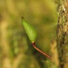 Buxbaumia viridis