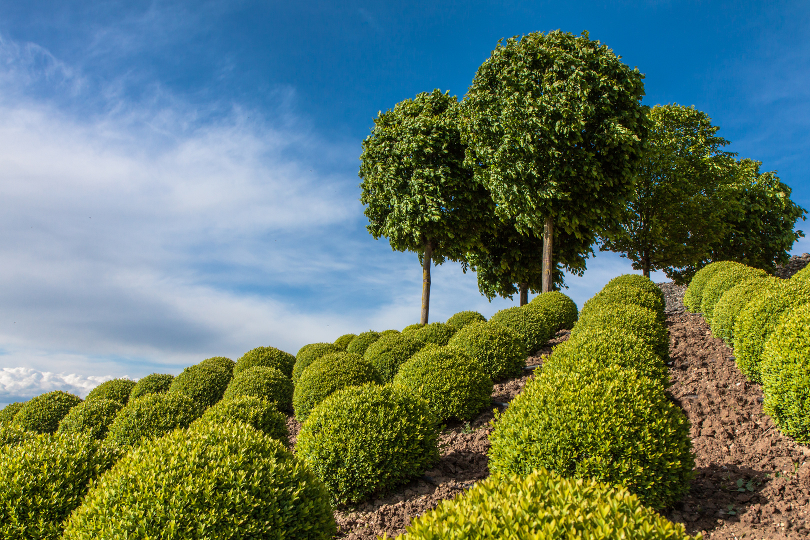 Buxus