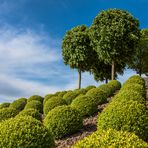 Buxus