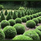 Buxus, Buchsbaum