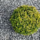 Buxus sempervirens