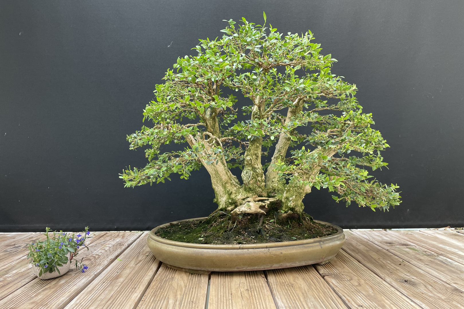 Buxus Sempervirens Multitrunk - Bonsai