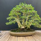 Buxus Sempervirens Multitrunk - Bonsai