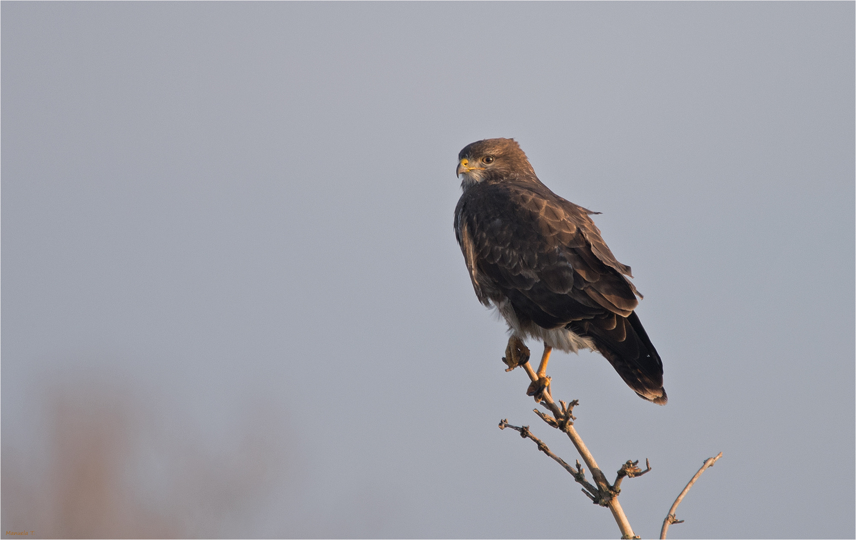 Buzzard