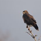 Buzzard