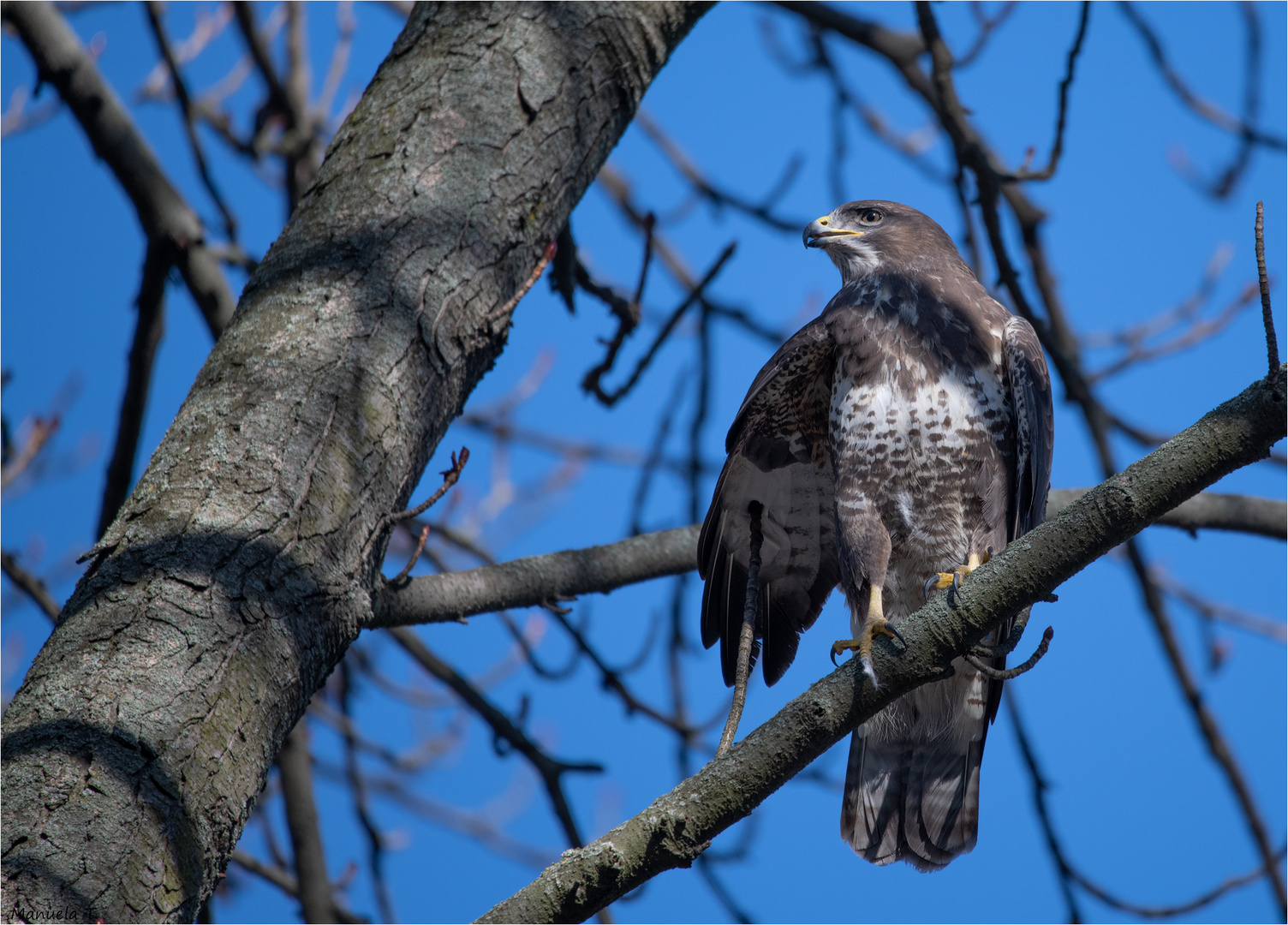 Buzzard