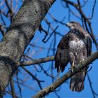 Buzzard