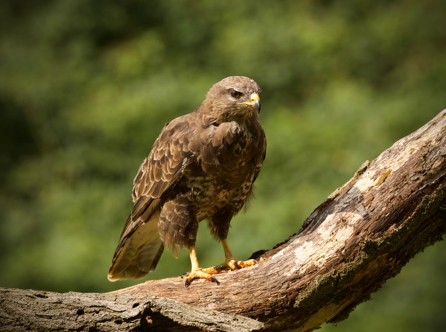 Buzzard