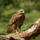 Buzzard