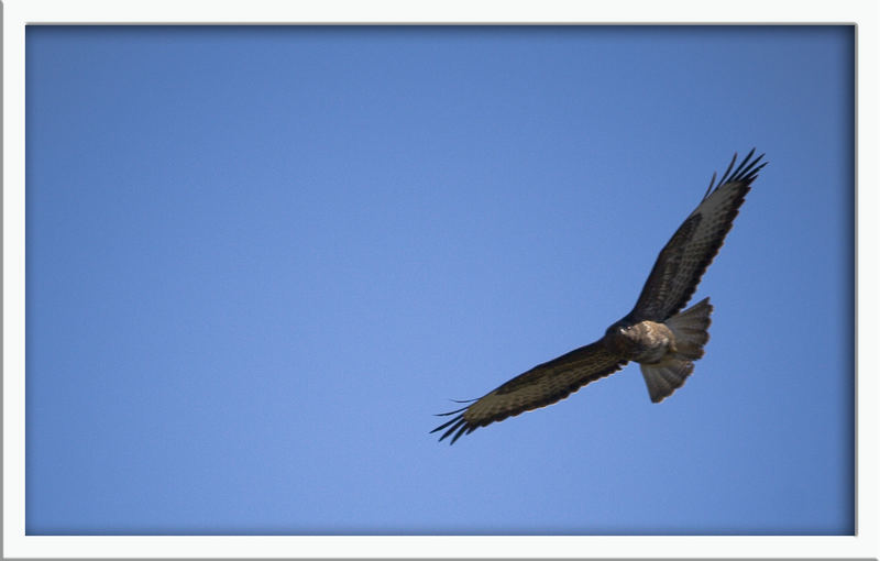 Buzzard