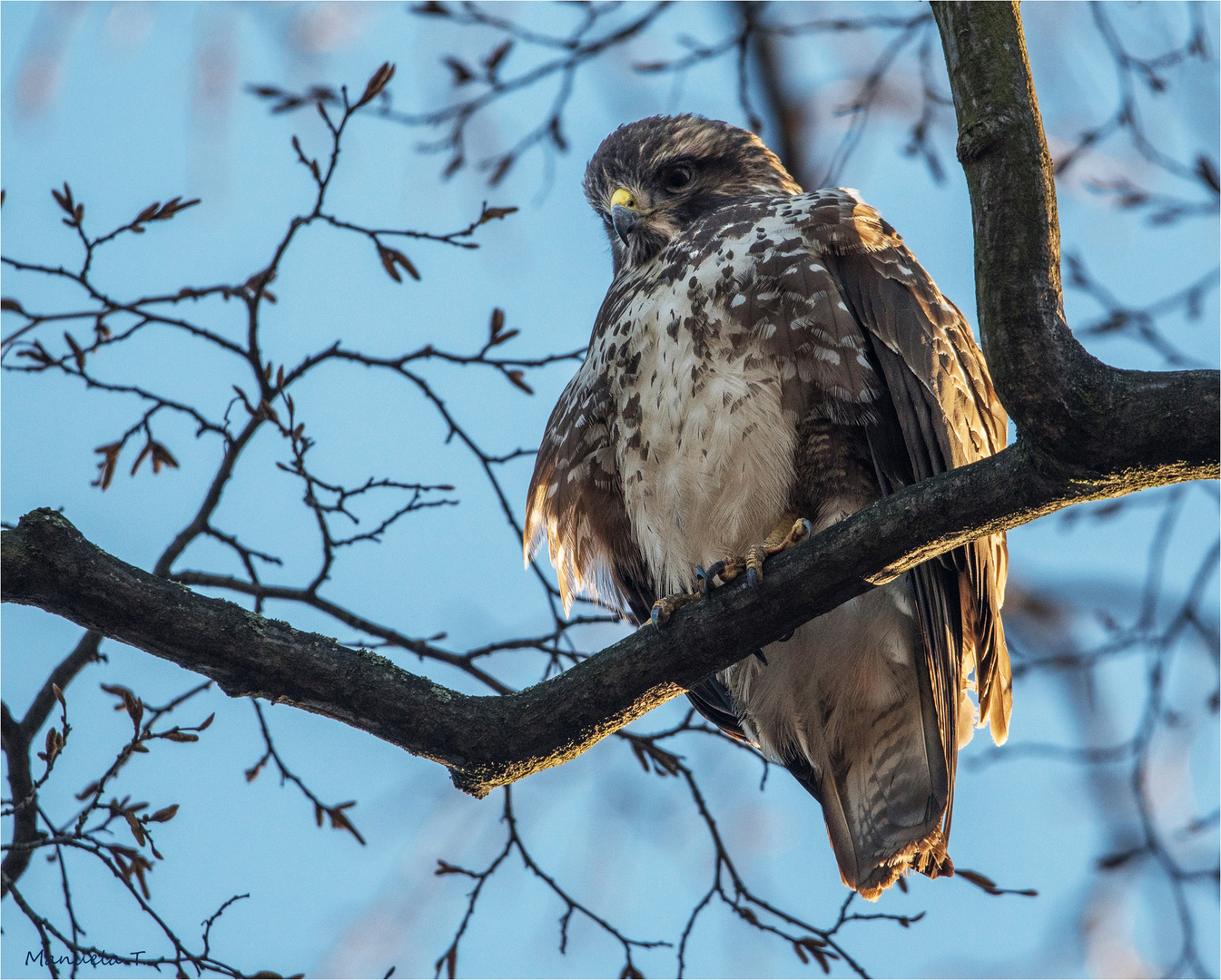 Buzzard