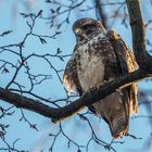 Buzzard