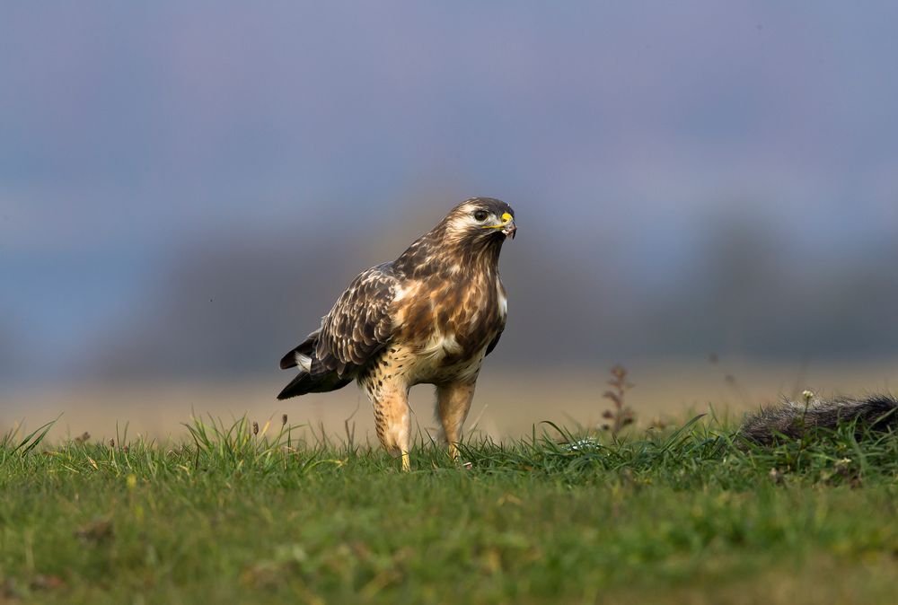 Buzzard