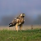 Buzzard