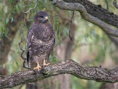 Buzzard