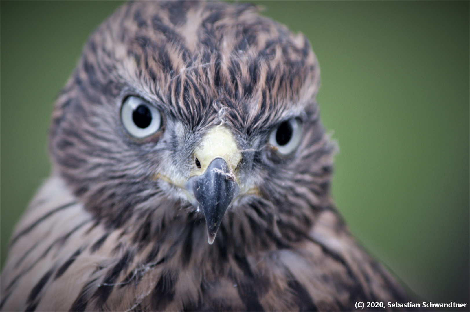 Buzzard