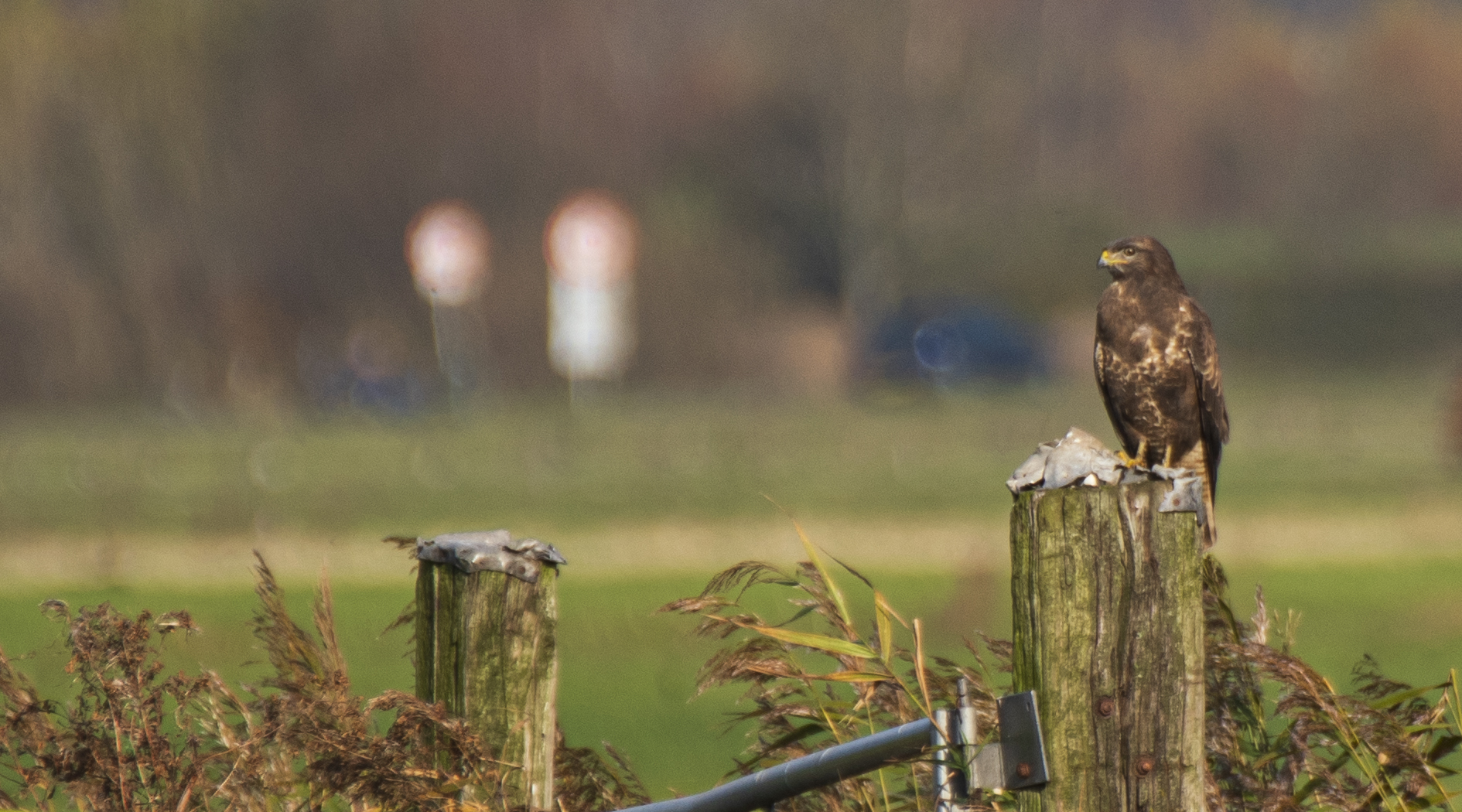 Buzzard