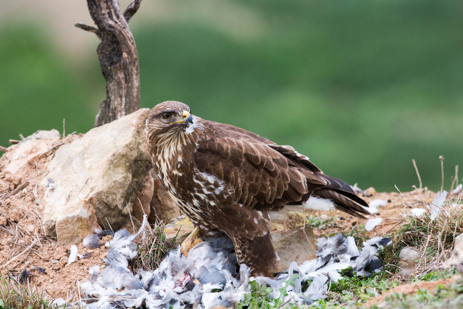 Buzzard