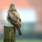 Buzzard