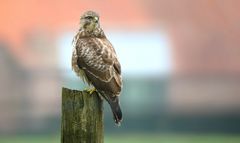 Buzzard