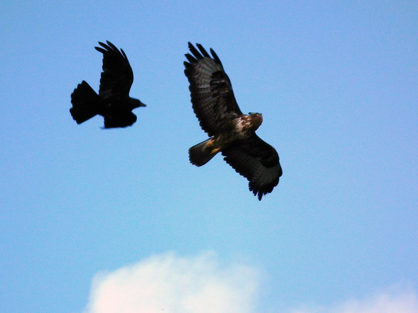 Buzzard and Jackdaw