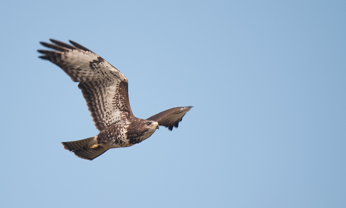 Buzzard