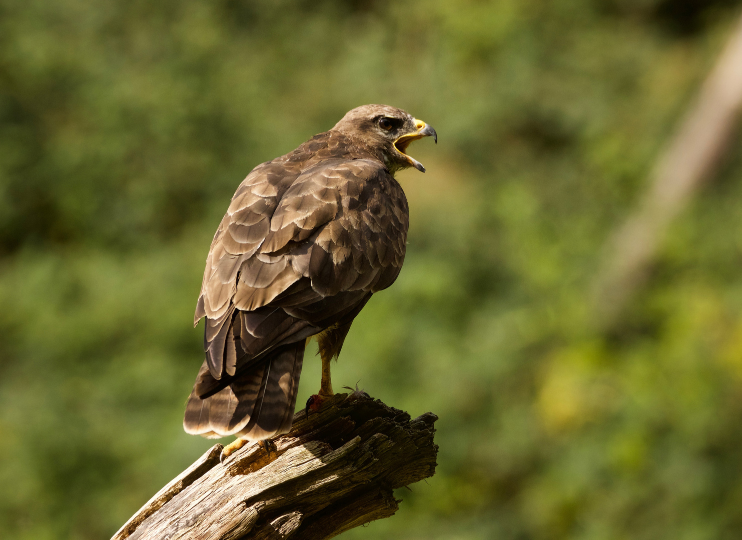 Buzzard