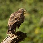 Buzzard