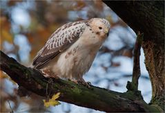 Buzzard